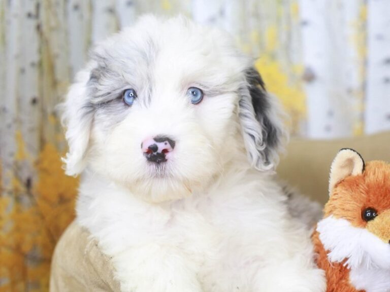 Mini Sheepadoodle