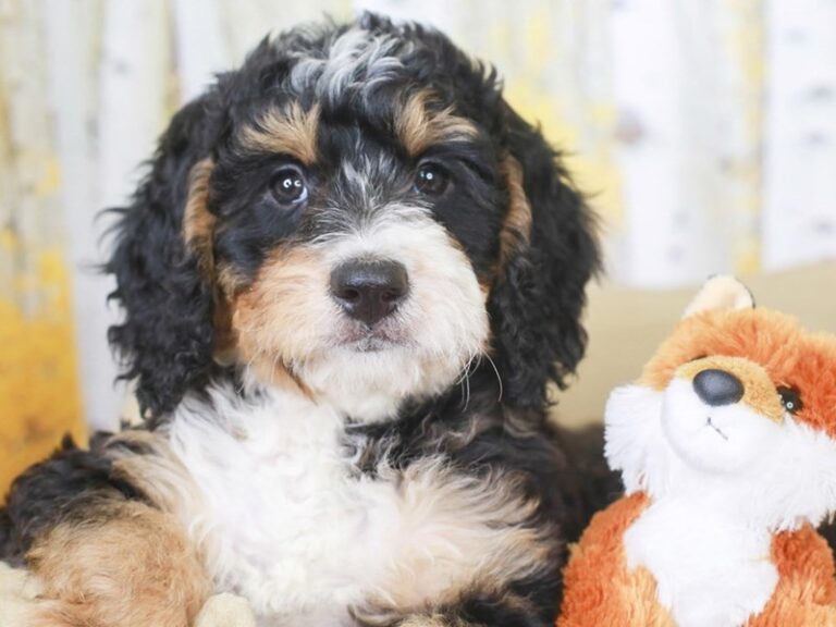 Mini Bernedoodle