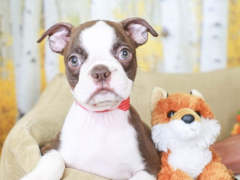Boston Terrier