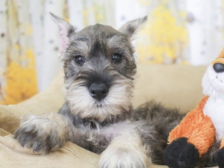 Mini Schnauzer