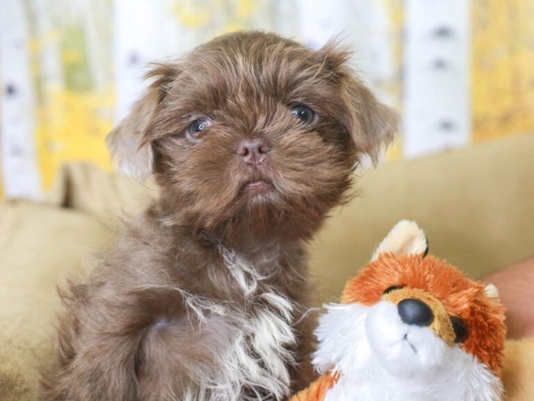 Shih Tzu