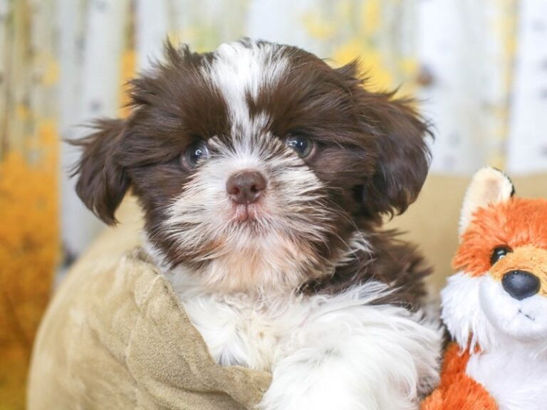 Shih Tzu