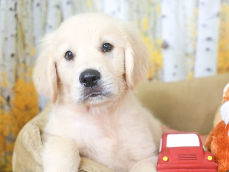 Golden Retriever