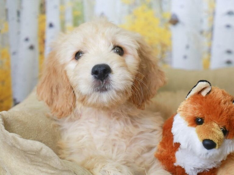 Mini Goldendoodle