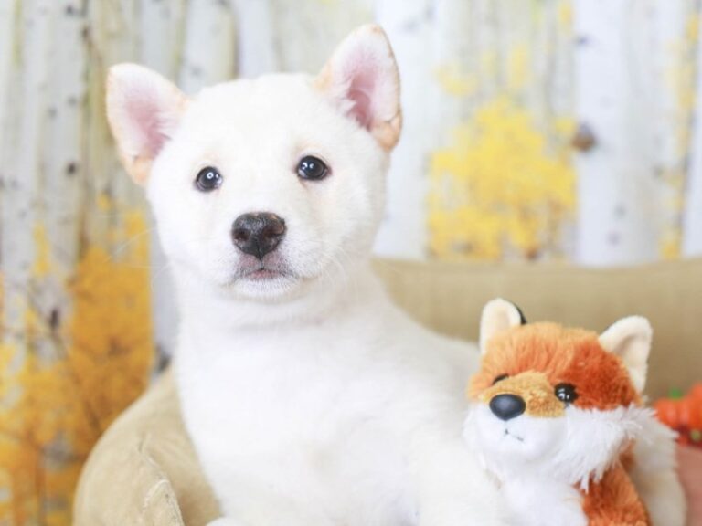 Shiba Inu