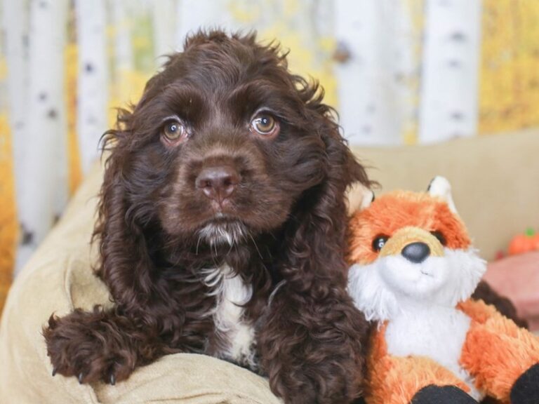 Cocker Spaniel