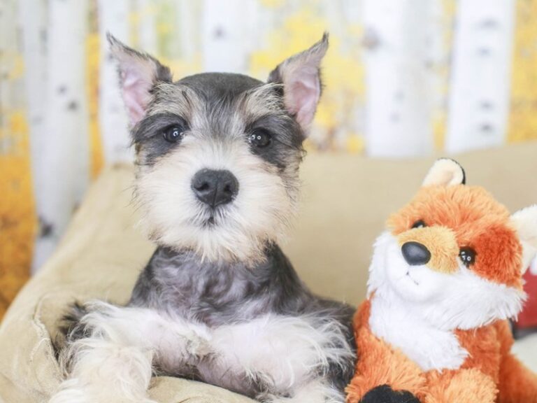 Mini Schnauzer