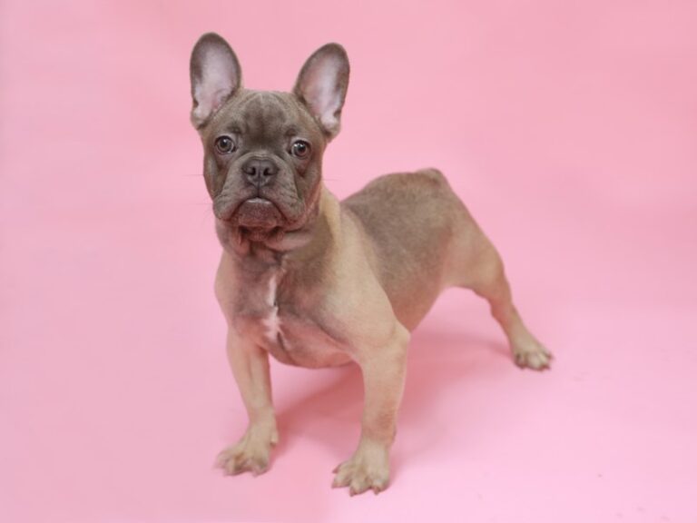 French Bulldog