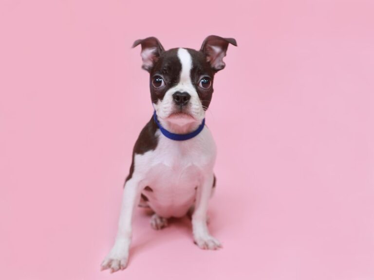 Boston Terrier