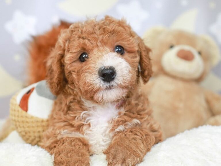Poochon