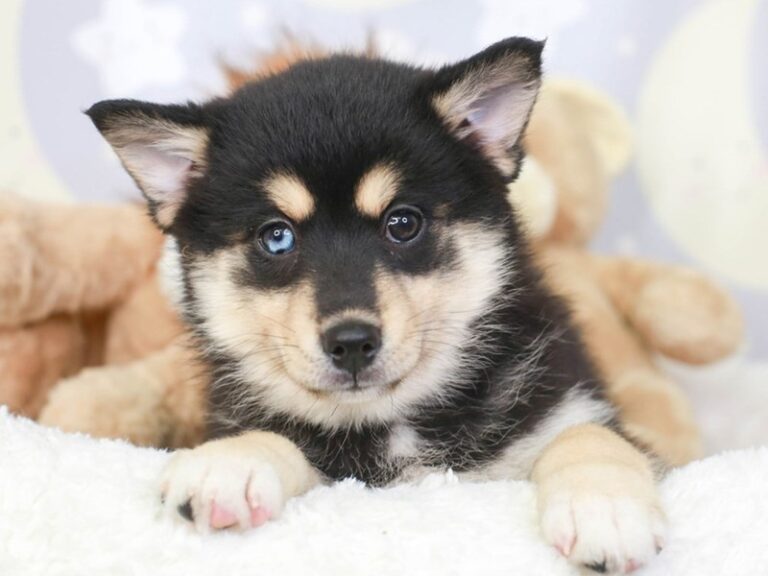Pomsky