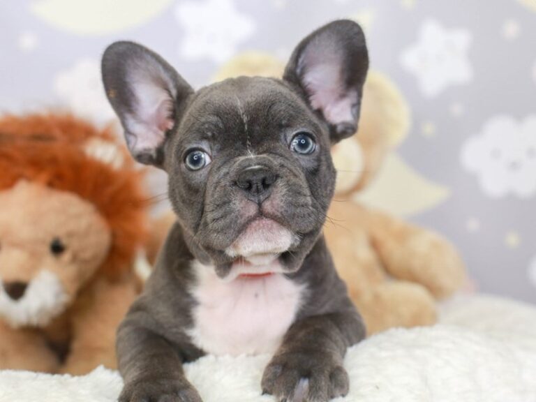 French Bulldog