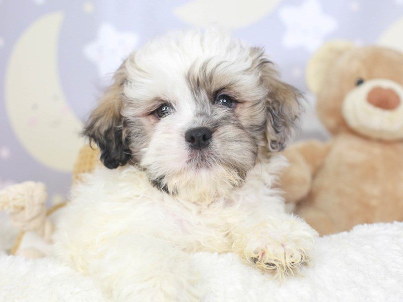 Pekepoo-Male-White & Sable-3324040-Animal Kingdom | Puppies N Love