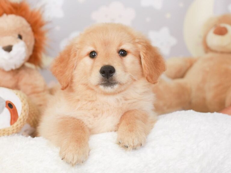 Mini Goldendoodle