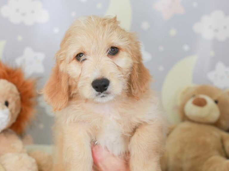 Mini Goldendoodle