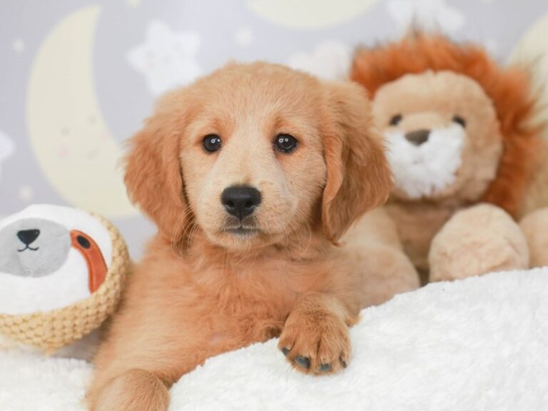 Mini Goldendoodle