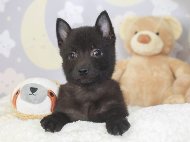 Schipperke