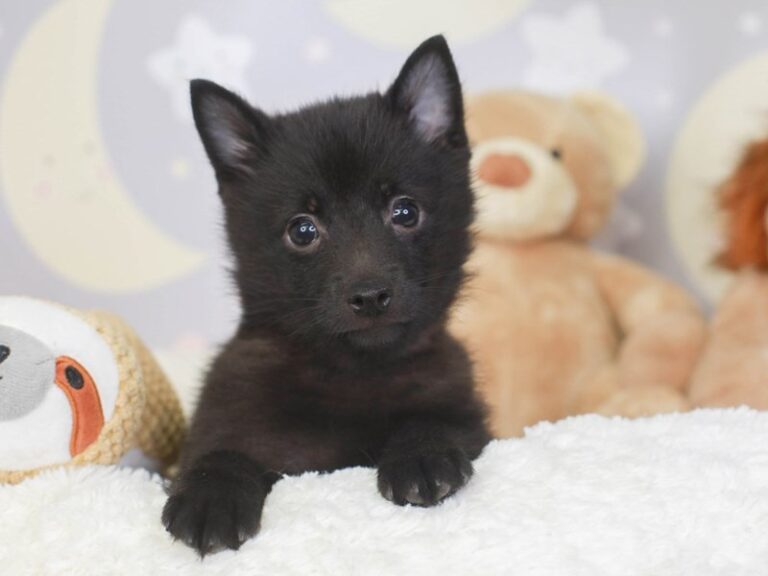 Schipperke