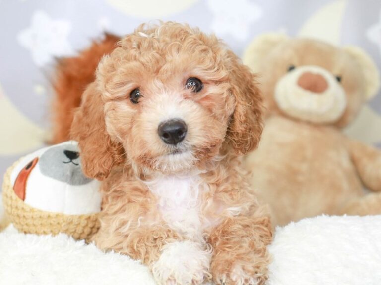 Poochon