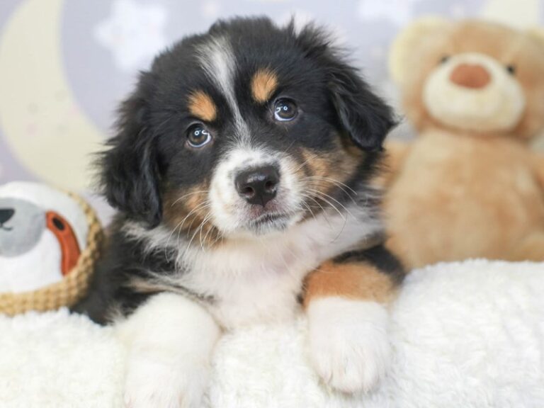Miniature American Shepherd