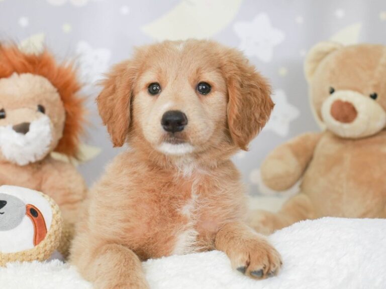 Mini Goldendoodle