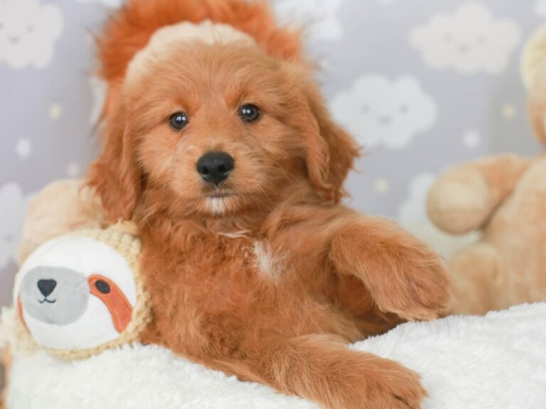Mini Goldendoodle