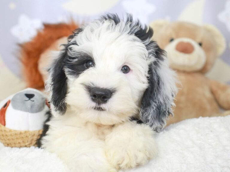 Mini Sheepadoodle
