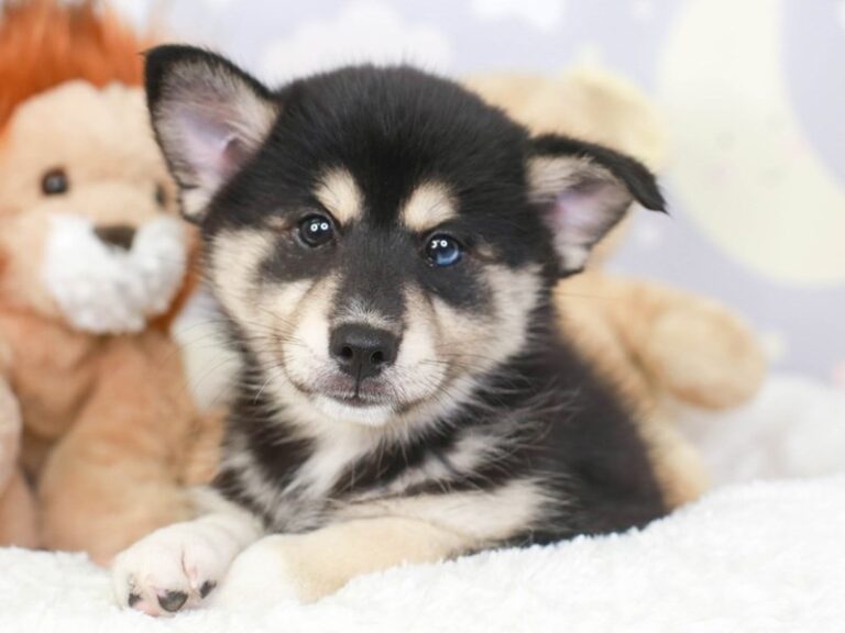Pomsky