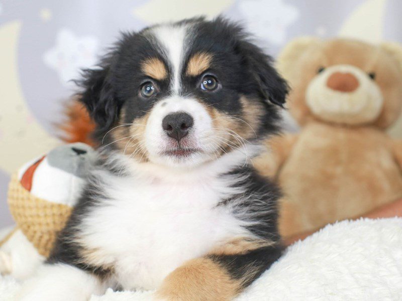 Miniature American Shepherd-Female-Tri-3324127-Animal Kingdom | Puppies N Love