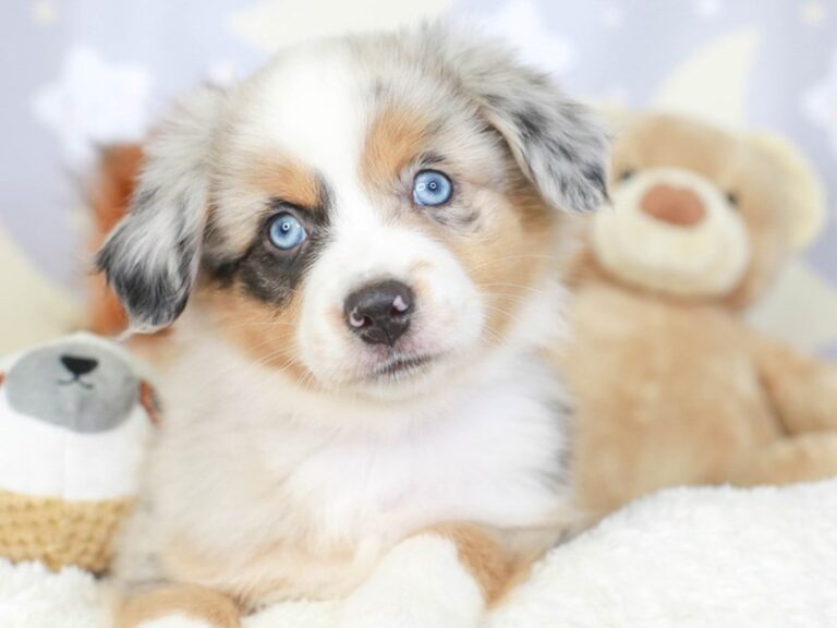 Miniature American Shepherd