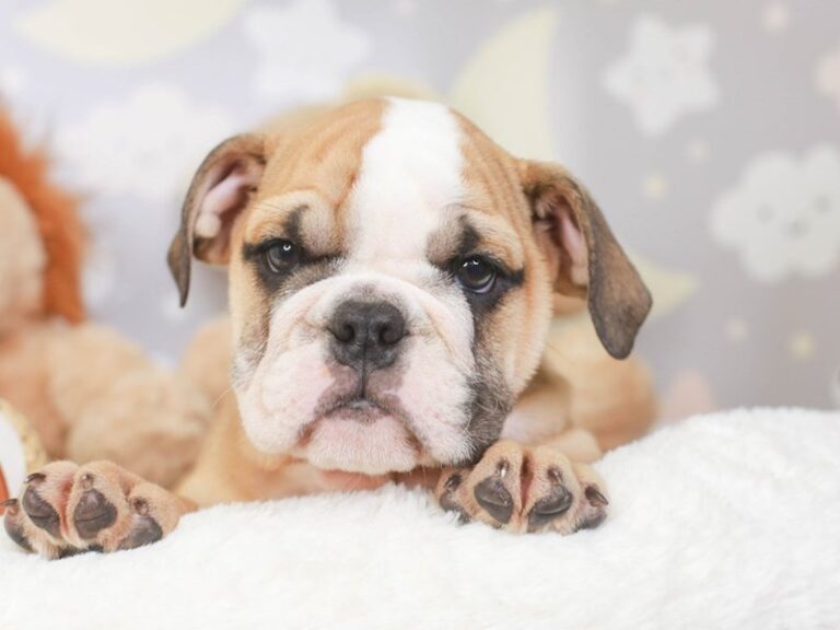 English Bulldog