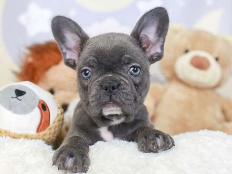 French Bulldog