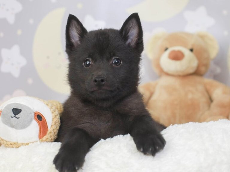 Schipperke