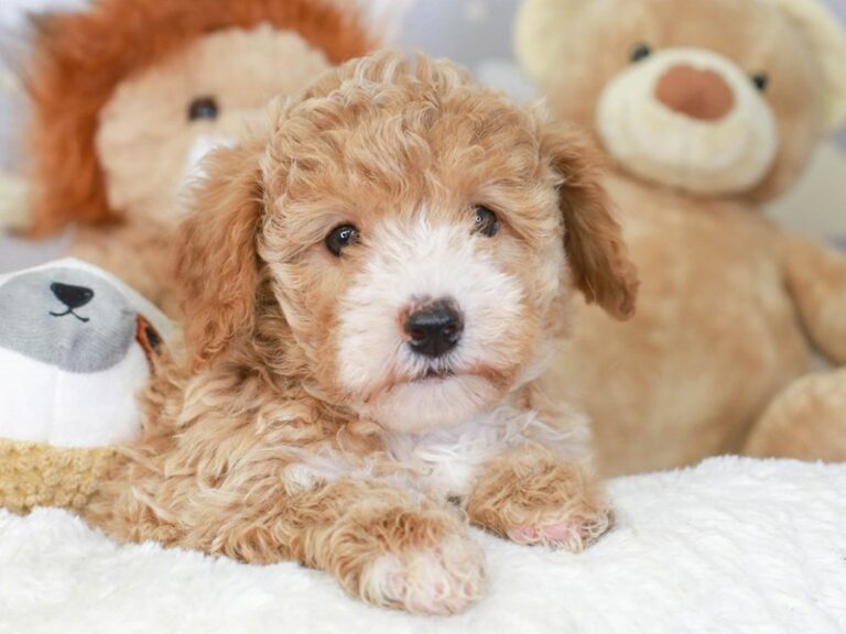 Poochon