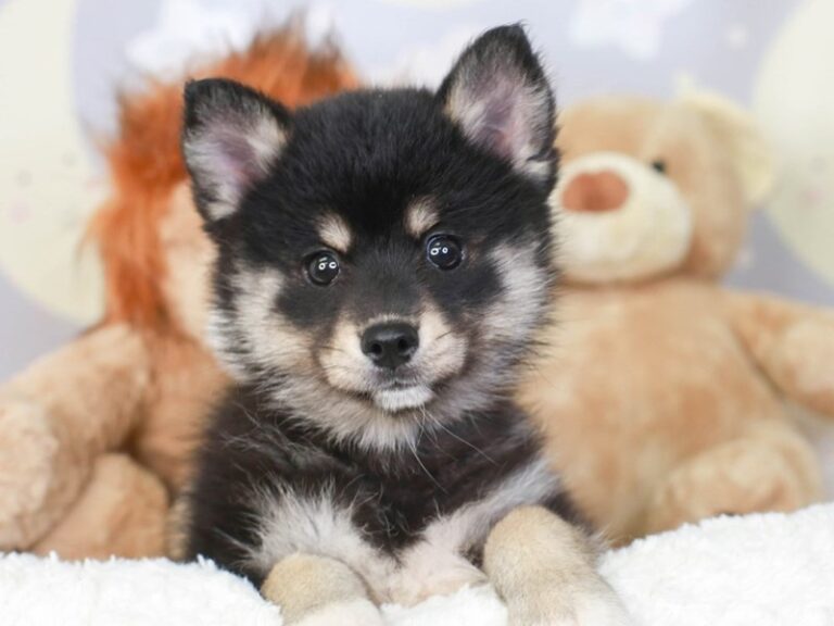 Pomsky