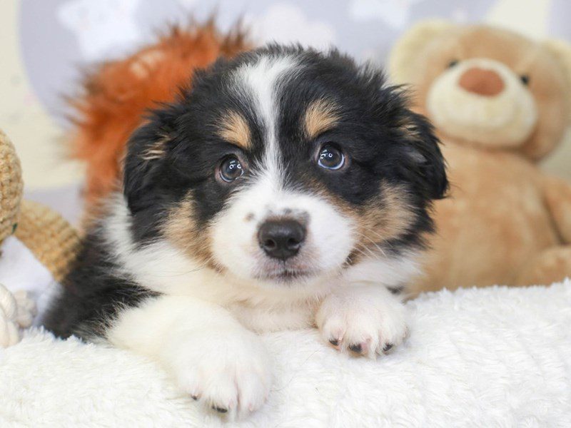 Miniature American Shepherd-Female-Tri-3324129-Animal Kingdom | Puppies N Love