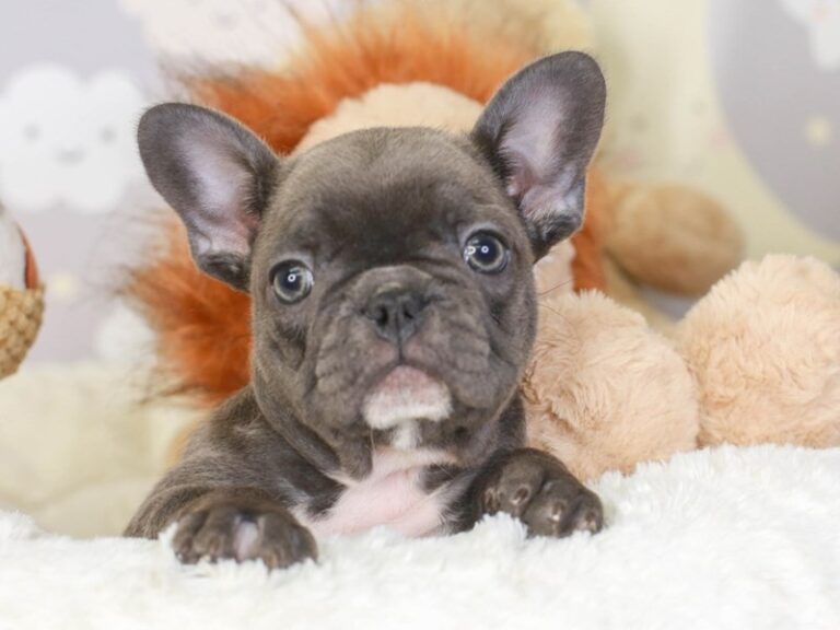 French Bulldog
