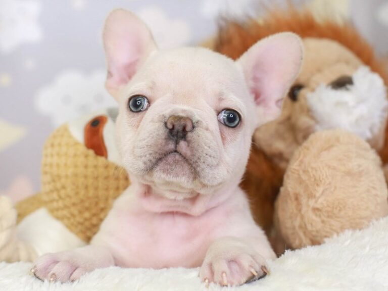 French Bulldog