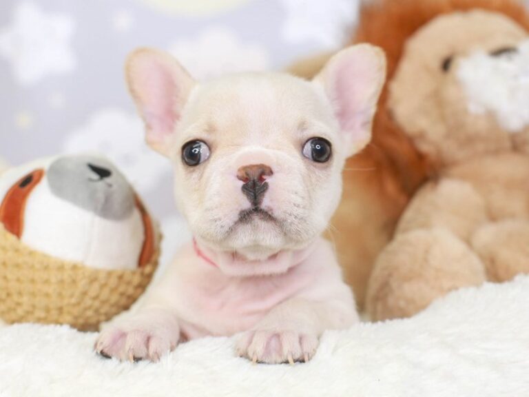French Bulldog