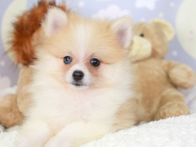 Pomeranian