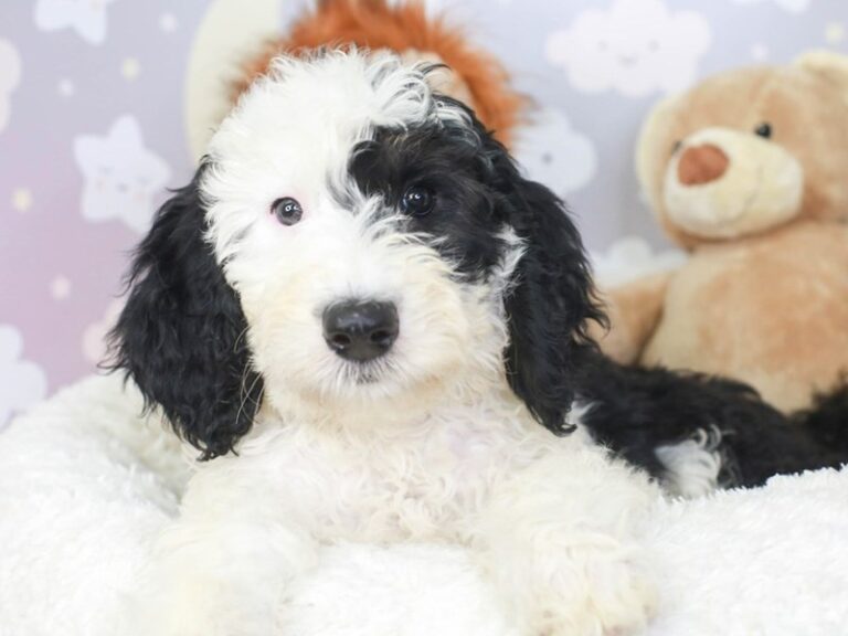 Sheepadoodle