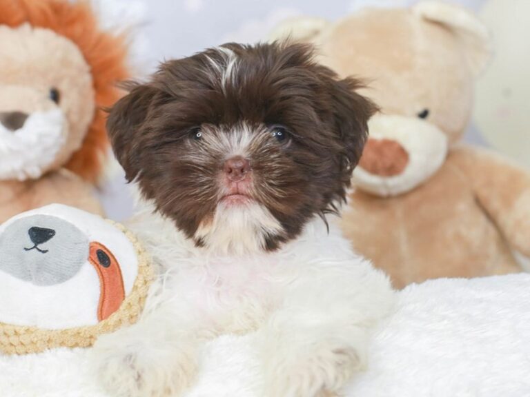 Shih Tzu