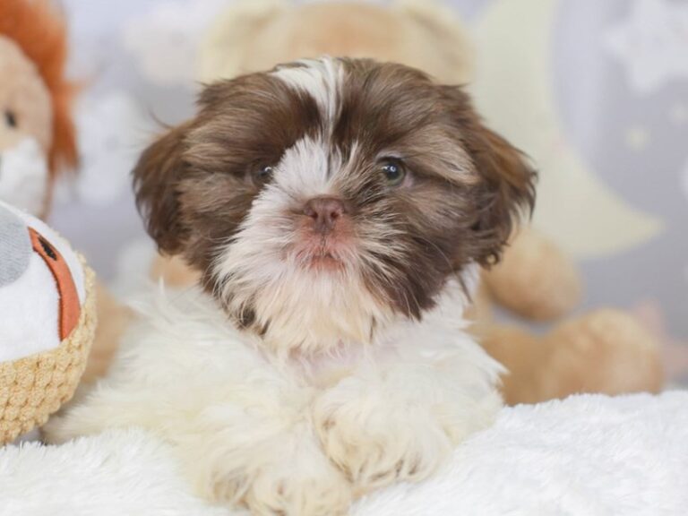 Shih Tzu