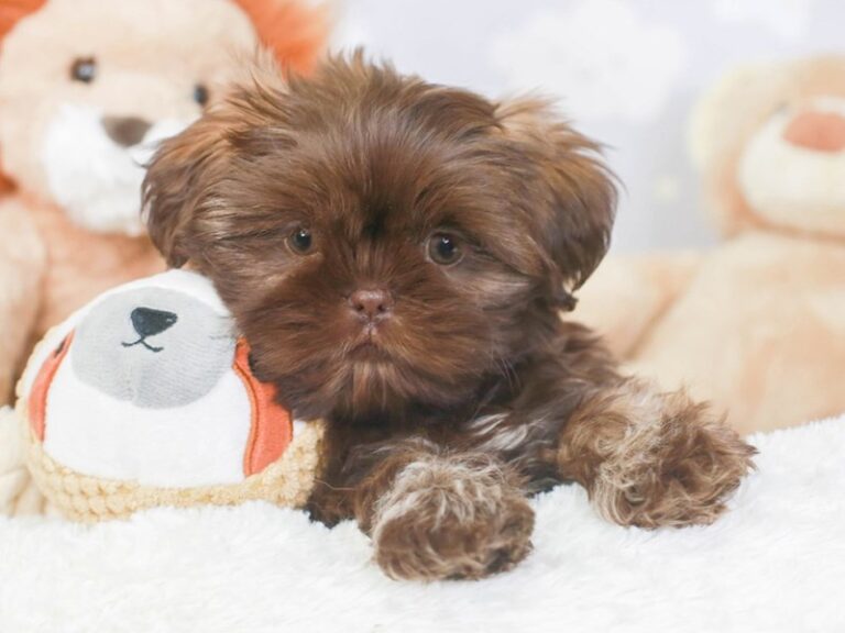 Shih Tzu