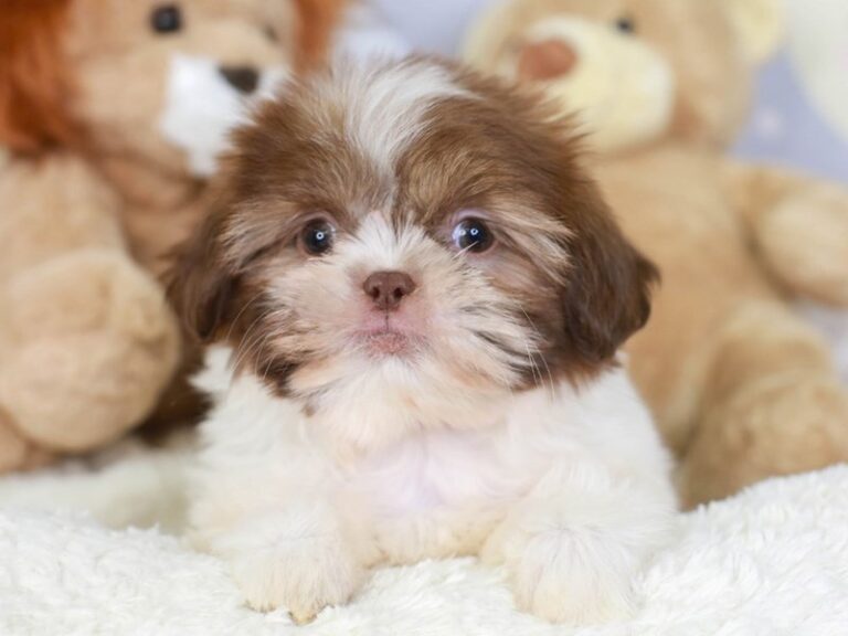 Shih Tzu
