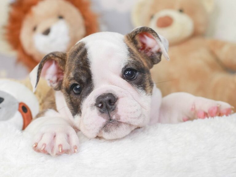 English Bulldog