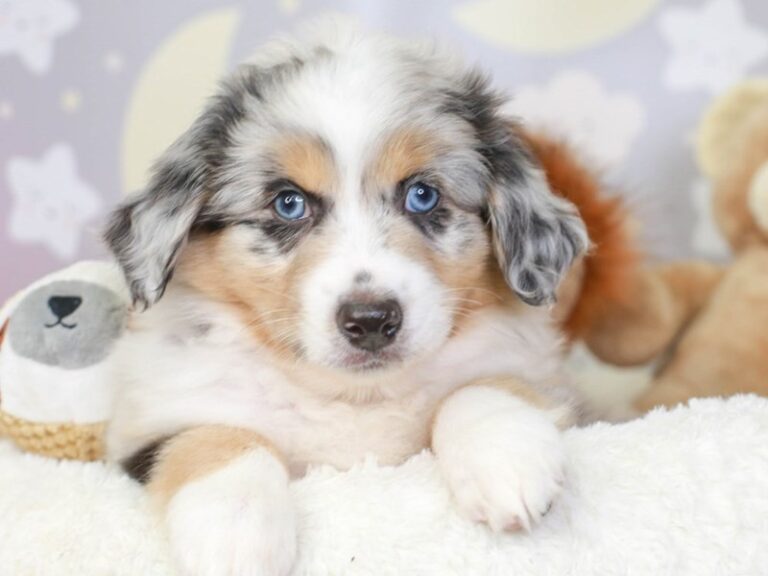 Mini American Shepherd