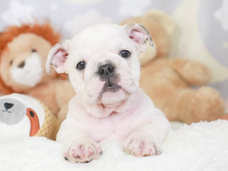 English Bulldog
