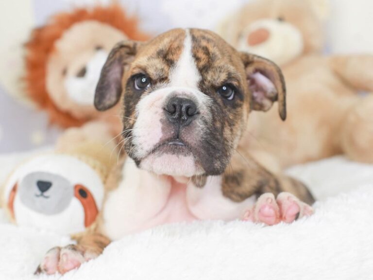 English Bulldog