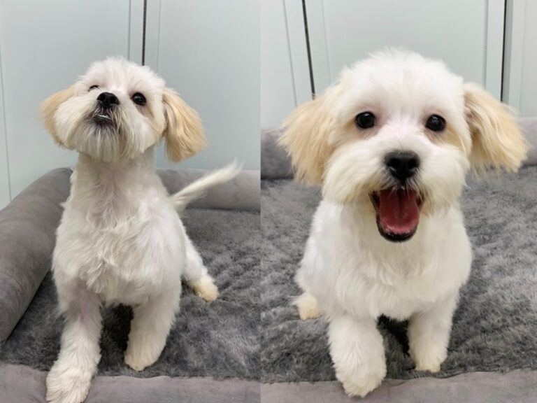 Limited Warranty- "Chuck"